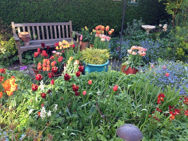 tulips in pots and borders