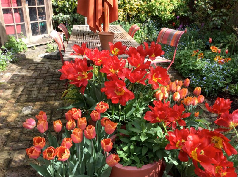 spring bulbs in pots