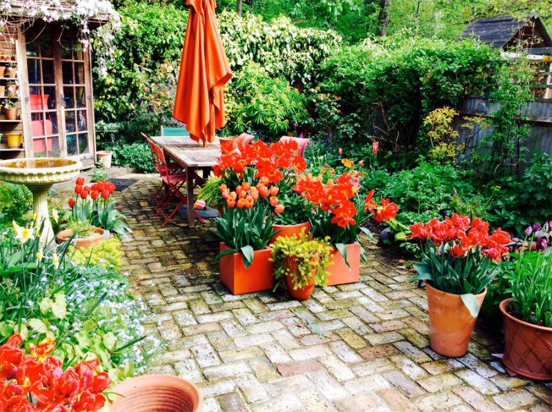 red tulips in orange pots