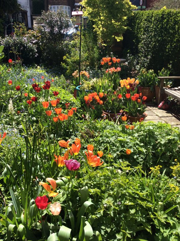 tulips in pots and borders