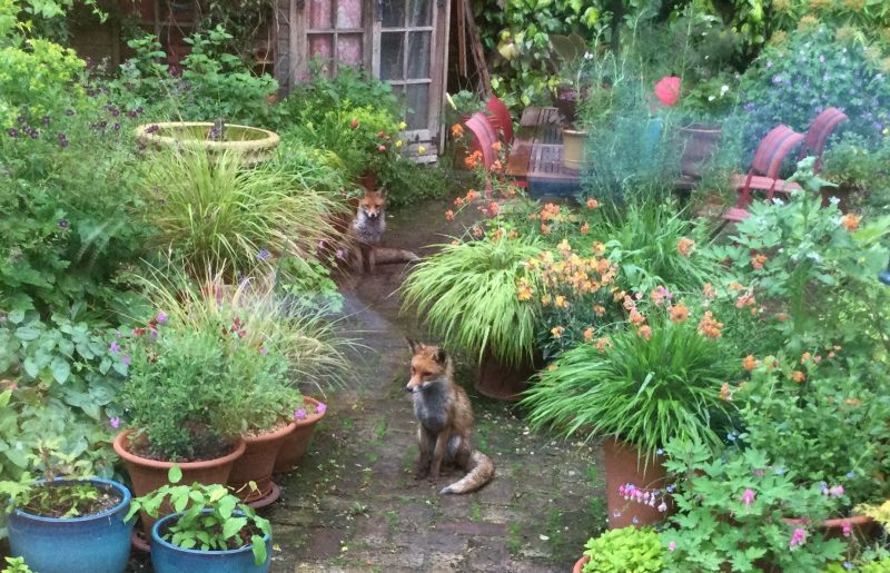 wildlife in a cottage garden