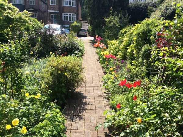 tulips along the front garden path