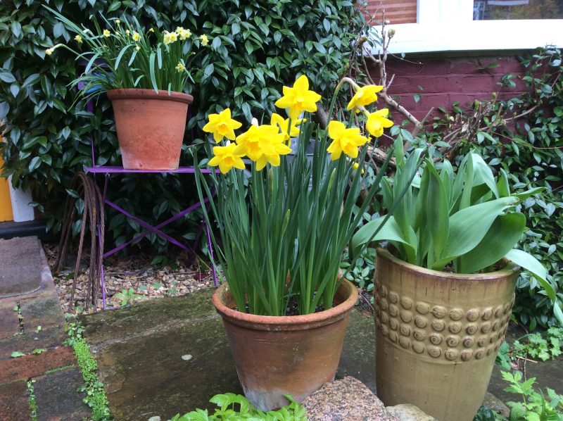 Daffodils in containers in a cottage garden