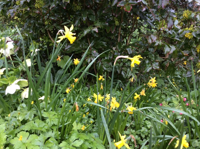 Daffodils in spring