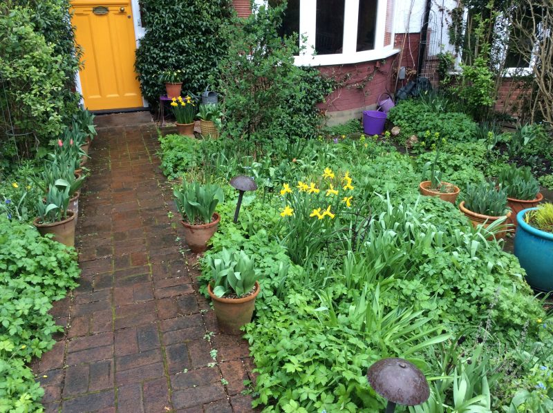 Daffodils in the spring in our cottage garden