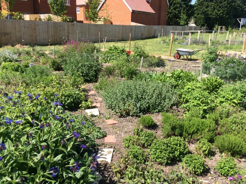 Plants for bees from a plant nursery