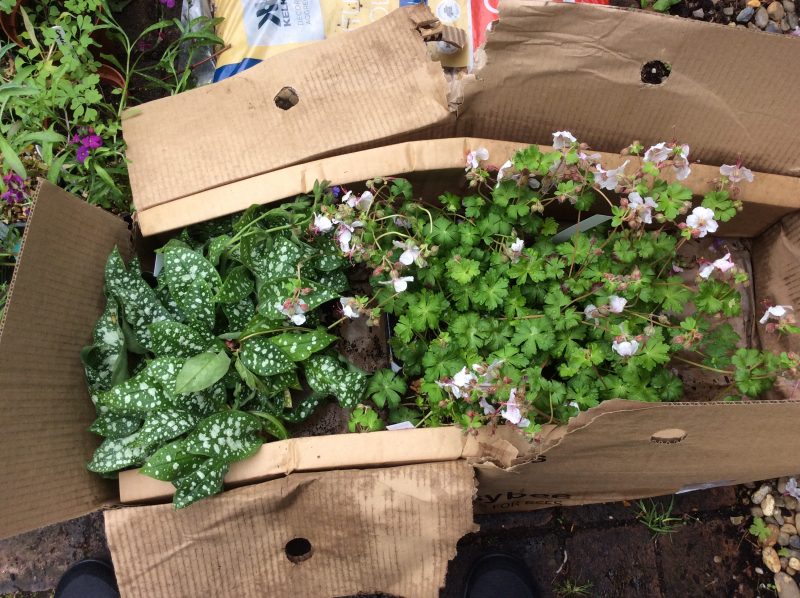 Plants for bees geranium and pulmonaria