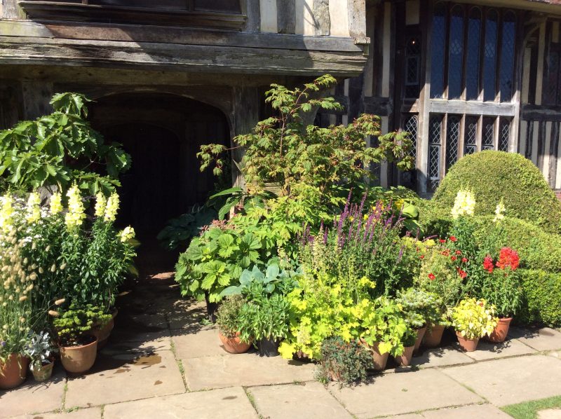 Plants and bulbs in pots at Great Dixter