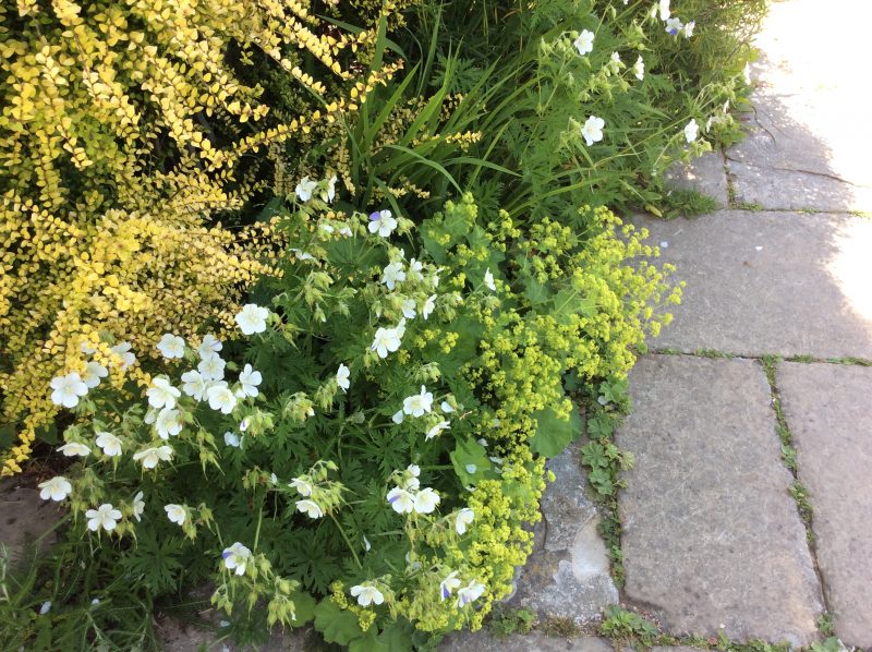 Cottage garden plant combinations at Great Dixter