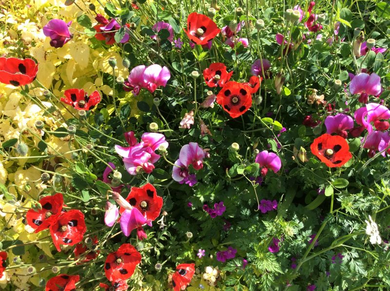 Colour inspiration for a London cottage garden