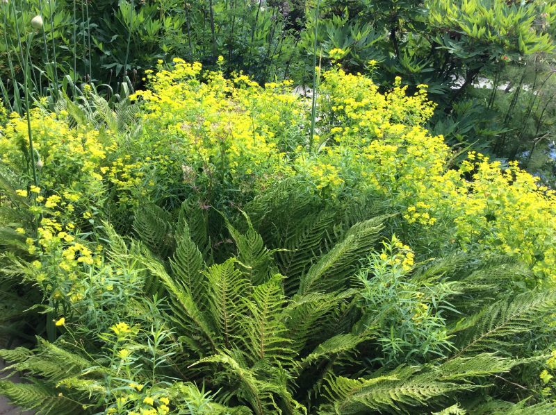 Euphorbia and ferns at Great Dixter