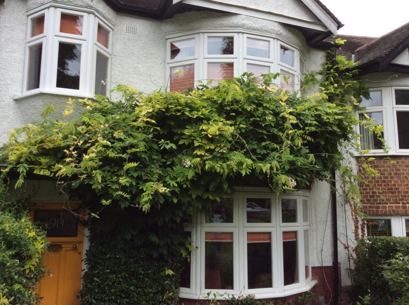 Wisteria too big for the house now