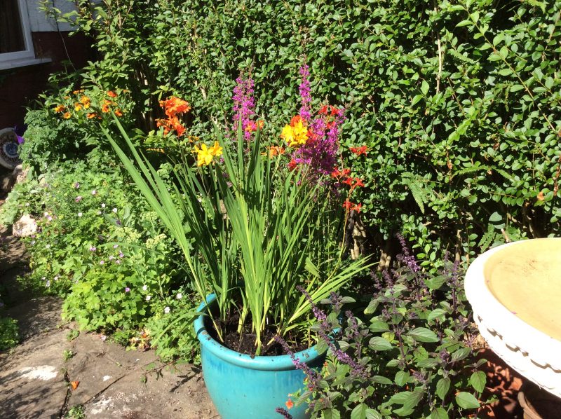 Cottage garden flowers