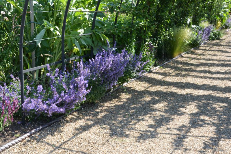 Cottage garden plants