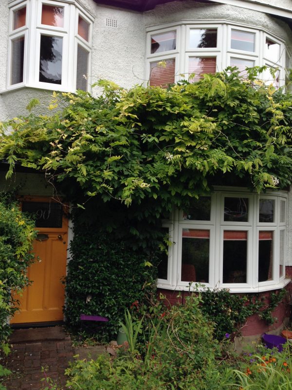 Wisteria in a cottage garden