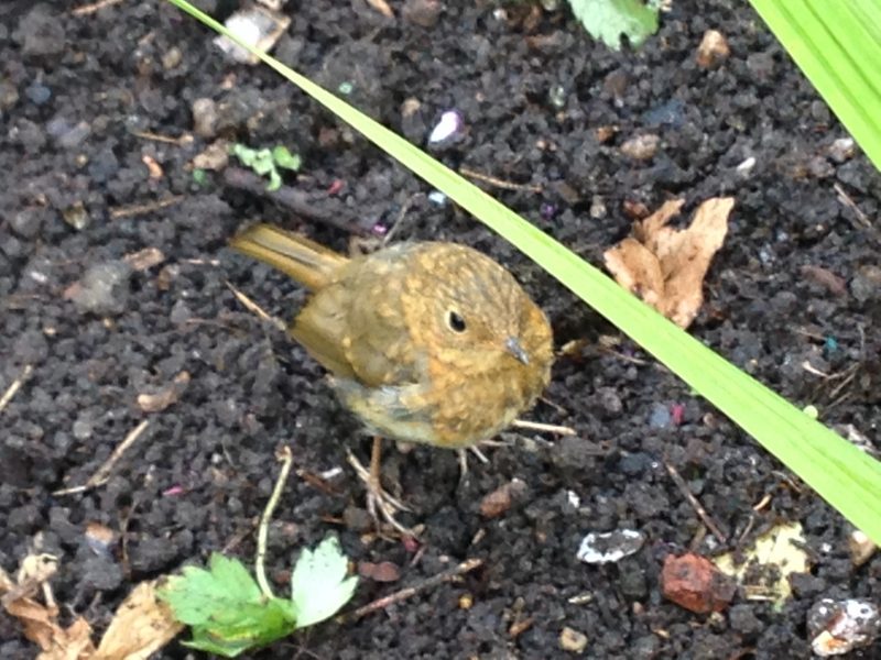 Baby robin in a cottage garden