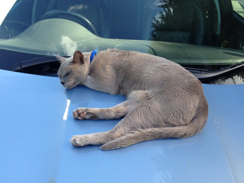 Burmese cat snoozing in a cottage garden