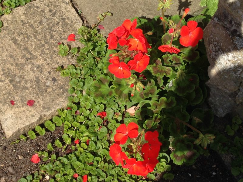 pelargonium and creeping Jenny