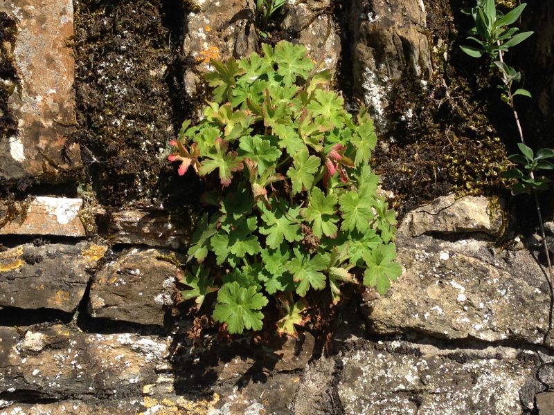 hardy geranium macrorrhizum