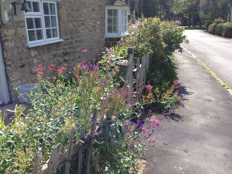 cottage garden planting