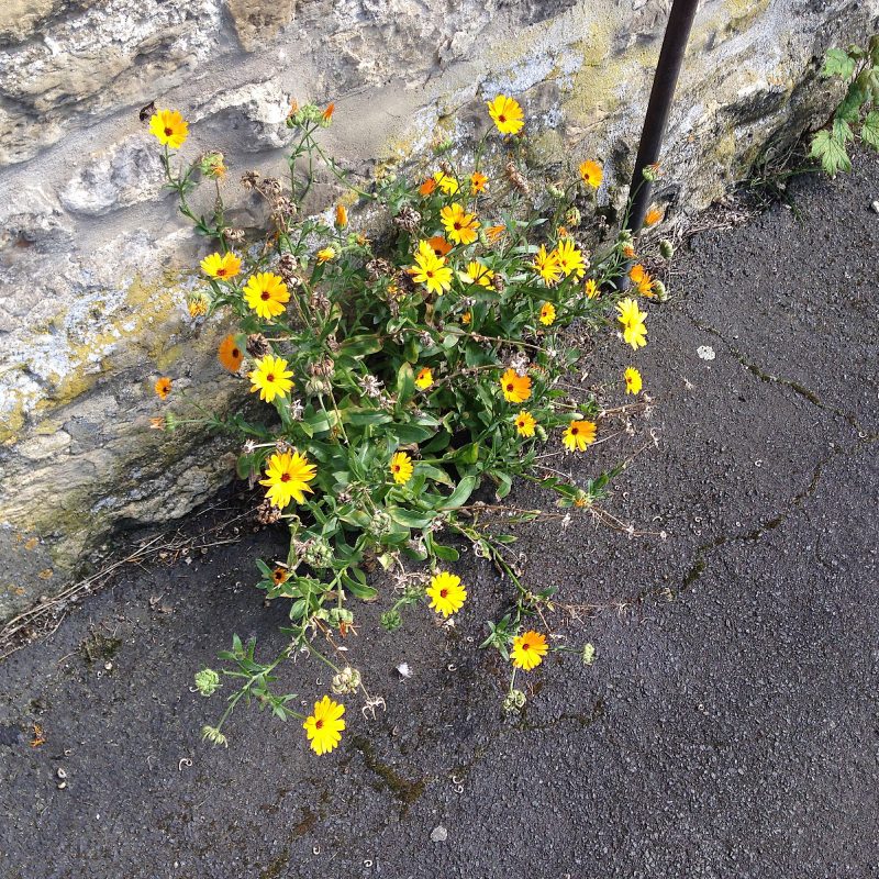 cottage garden self-seeding plants