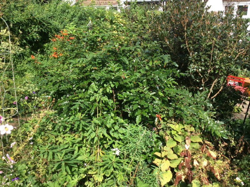 Mahonia aquifolium shrub