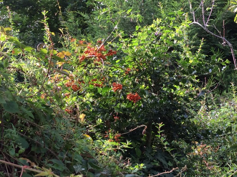 Pyracantha producing autumn berries