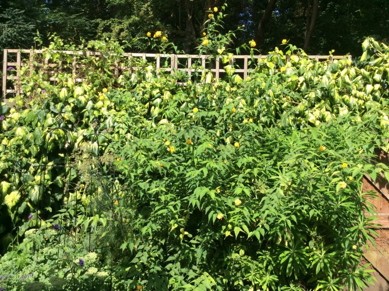 Kerria japonica yellow flowers