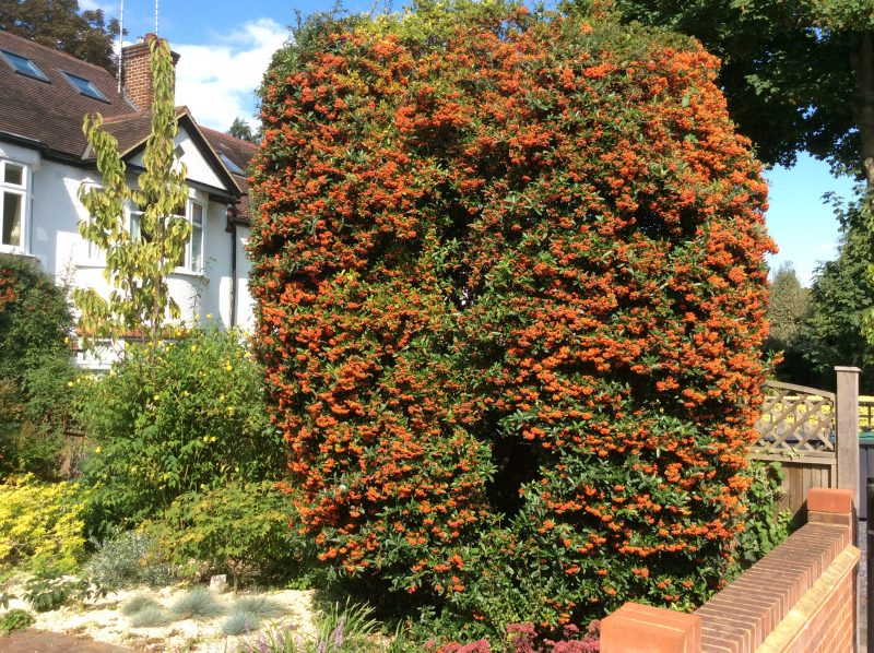 Pyracantha berries in autumn