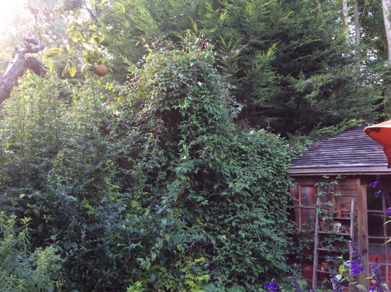 Clematis climber in a cottage garden