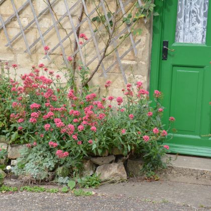 London Cottage Garden Blog