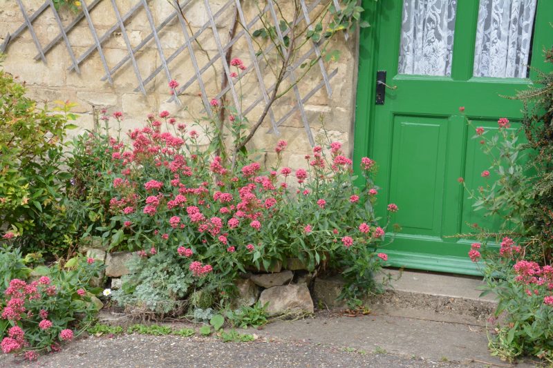 cottage garden plants