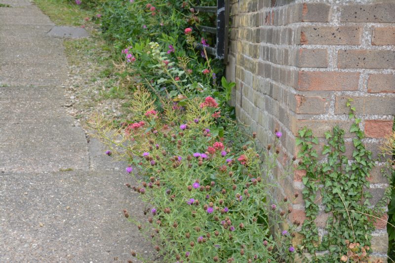 cottage garden self seeded plants