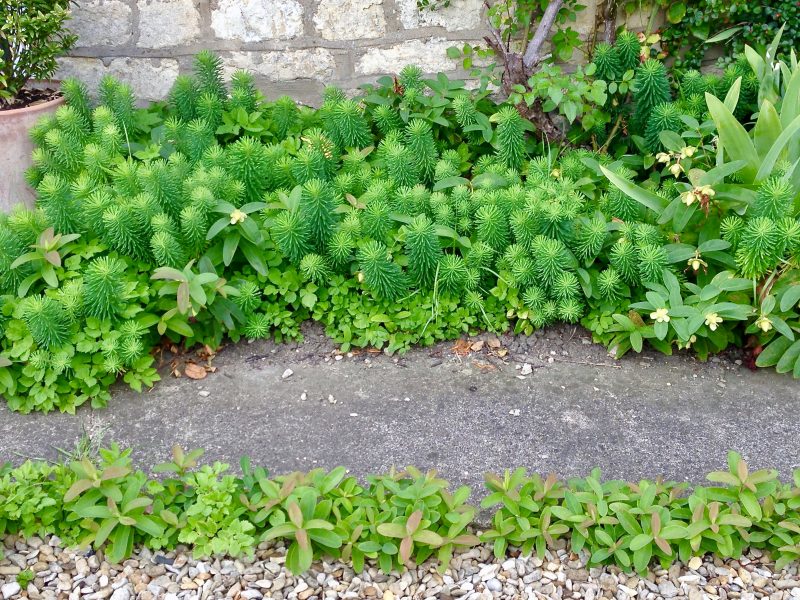 self-seeded cottage garden plants