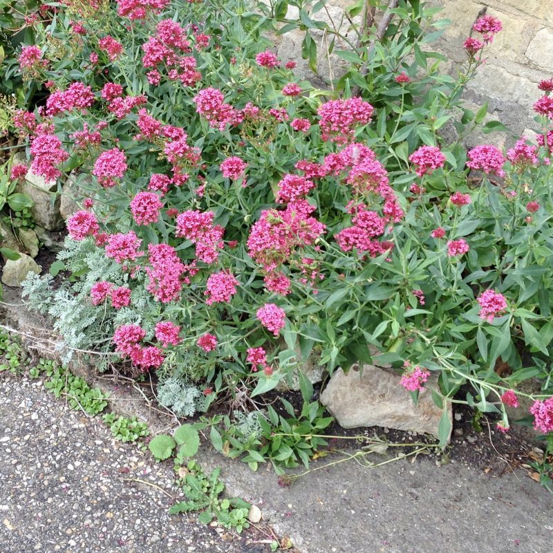 cottage garden valerian