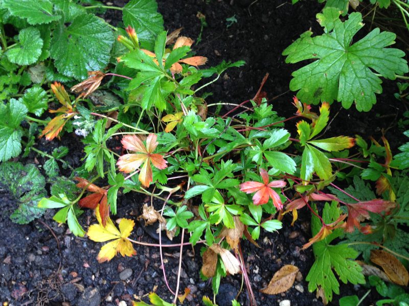 Potentilla cottage garden plant