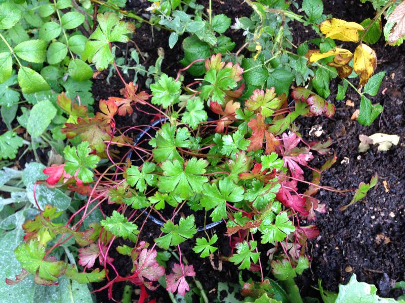 Cottage garden plants