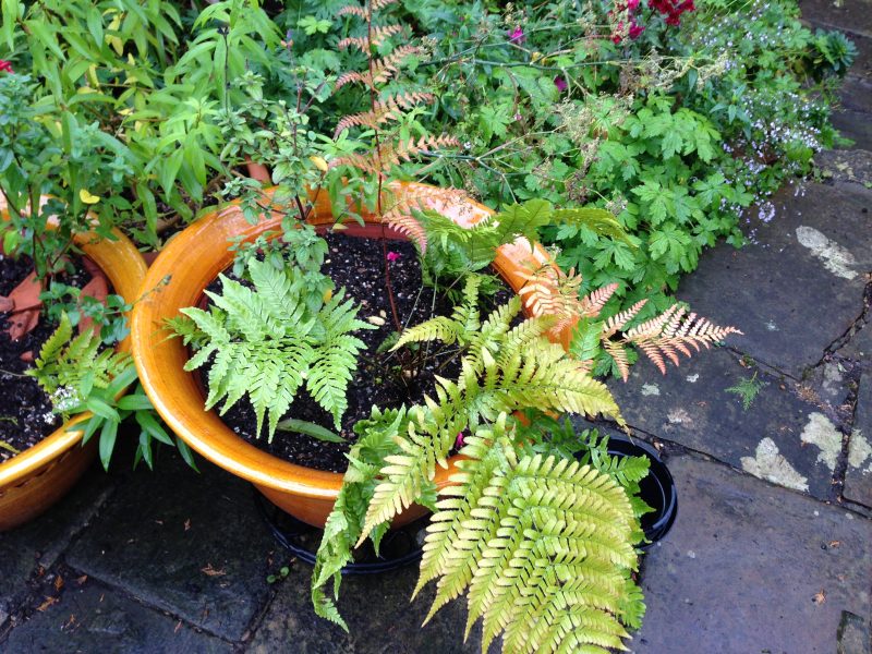 Container planting