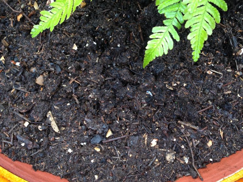 Homemade compost