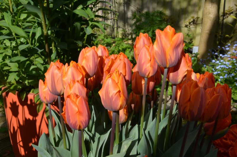 spring bulbs in city garden