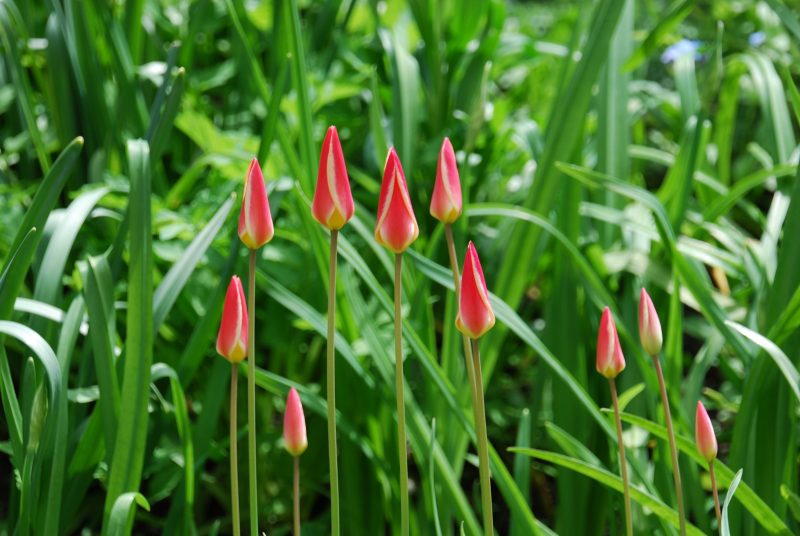 tulips in urban cottage garden