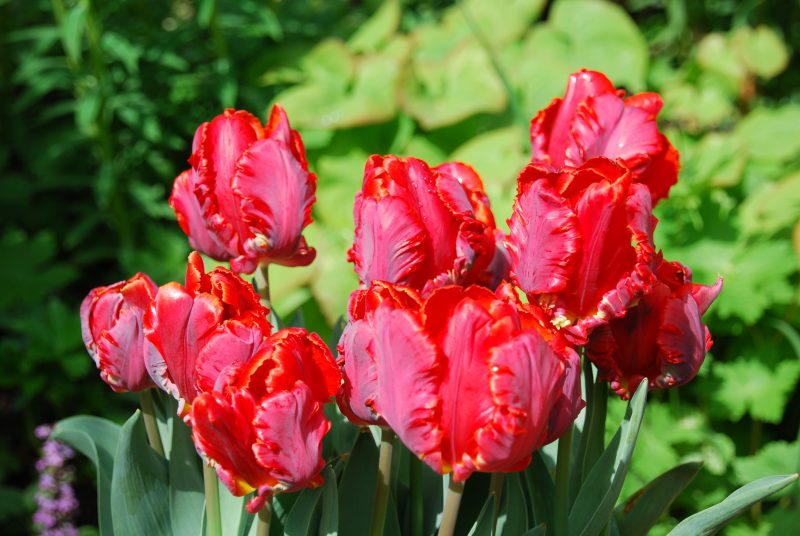 parrot tulips