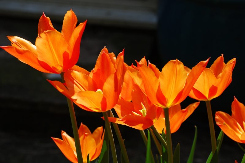 tulips in London cottage garden