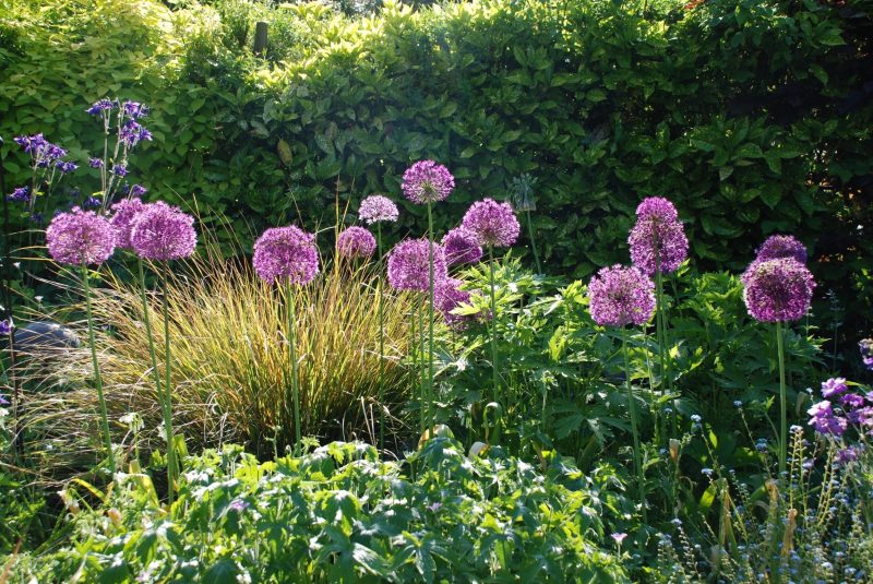 allium bulbs in a city garden