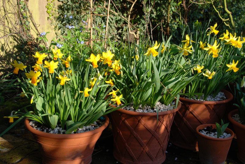 daffodils in pots in a city garden