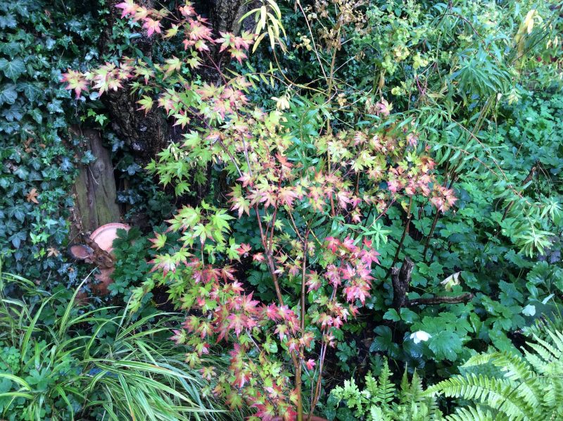 Acer palmatum