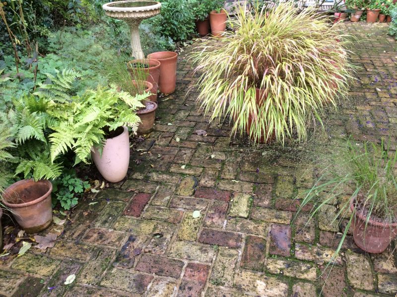 Autumn colours in a London cottage garden