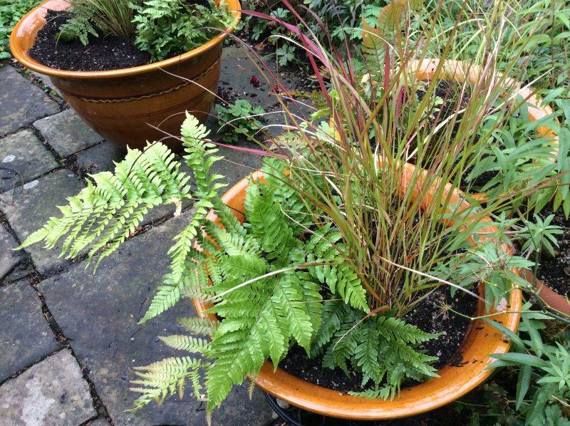 Ferns and grasses in containers