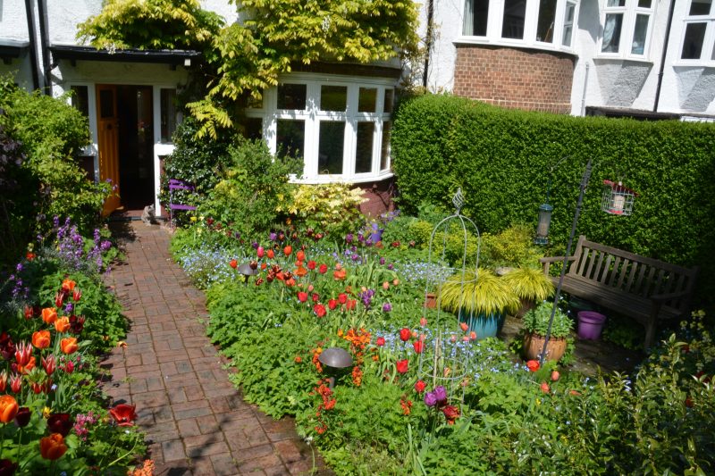 Tulips in a london cottage garden