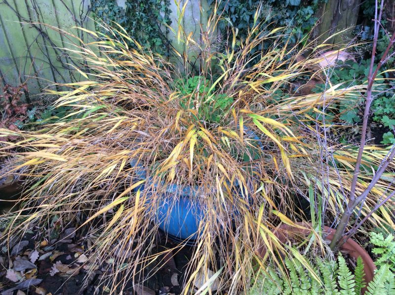 Grasses in a London cottage garden